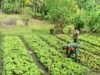 Babinsa Batee Shoek Dampingi Petani Merawat Tanaman Sayur, Dorong Hasil Panen Maksimal