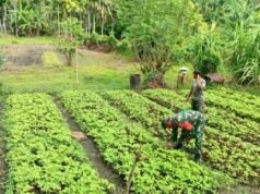 Babinsa Batee Shoek Dampingi Petani Merawat Tanaman Sayur, Dorong Hasil Panen Maksimal