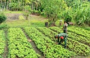 Babinsa Batee Shoek Dampingi Petani Merawat Tanaman Sayur, Dorong Hasil Panen Maksimal