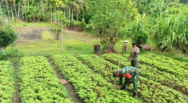 Babinsa Batee Shoek Dampingi Petani Merawat Tanaman Sayur, Dorong Hasil Panen Maksimal
