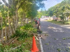 Babinsa Krueng Raya Gotong Royong Bersama PLN & Warga, Amankan Jaringan Listrik dari Dahan Pohon