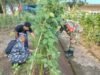 Babinsa Ujong Kareung Pantau Kebun Warga, Dukung Ketahanan Pangan Lewat Pemanfaatan Lahan