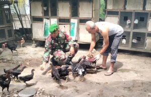 Kemanunggalan TNI–Rakyat di: Babinsa Krueng Raya Pantau & Dorong Potensi Peternakan Warga