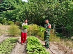 Babinsa Jaboi Dampingi Petani Panen Kangkung dan Sawi, Dukung Ketahanan Pangan Warga