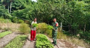 Babinsa Jaboi Dampingi Petani Panen Kangkung dan Sawi, Dukung Ketahanan Pangan Warga