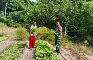 Babinsa Jaboi Dampingi Petani Panen Kangkung dan Sawi, Dukung Ketahanan Pangan Warga