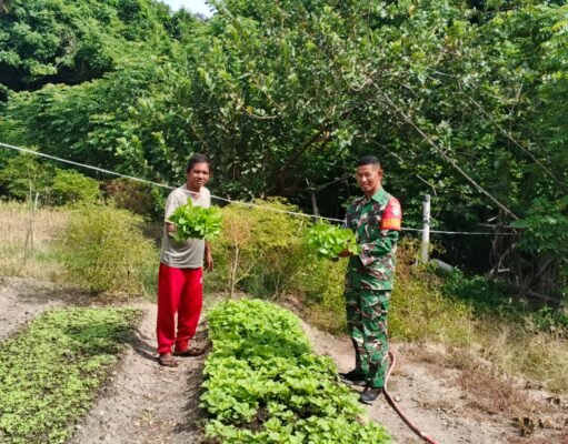 Babinsa Jaboi Dampingi Petani Panen Kangkung dan Sawi, Dukung Ketahanan Pangan Warga