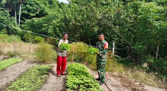 Babinsa Jaboi Dampingi Petani Panen Kangkung dan Sawi, Dukung Ketahanan Pangan Warga