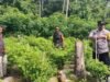 Babinsa Bersama Babinkamtibmas Pantau Perawatan Tanaman Cabai di Gampong Beurawang