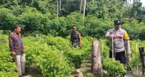 Babinsa Bersama Babinkamtibmas Pantau Perawatan Tanaman Cabai di Gampong Beurawang