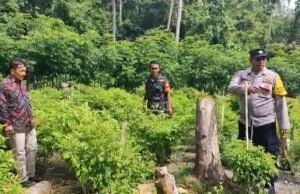 Babinsa Bersama Babinkamtibmas Pantau Perawatan Tanaman Cabai di Gampong Beurawang