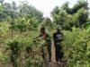 Bantu Warga Panen Cabai, Babinsa Kuta Barat Wujudkan Kepedulian pada Ketahanan Pangan