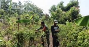 Bantu Warga Panen Cabai, Babinsa Kuta Barat Wujudkan Kepedulian pada Ketahanan Pangan