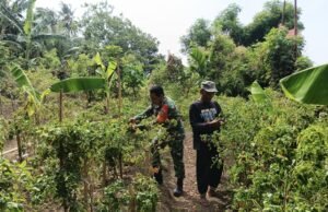 Bantu Warga Panen Cabai, Babinsa Kuta Barat Wujudkan Kepedulian pada Ketahanan Pangan