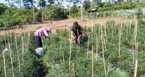 Mensukseskan Swasembada Pangan, Babinsa Turun Langsung Bantu Petani Panen Cabai Merah di Cot Ba’U