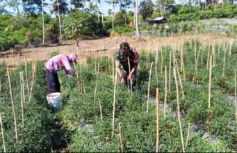 Mensukseskan Swasembada Pangan, Babinsa Turun Langsung Bantu Petani Panen Cabai Merah di Cot Ba’U