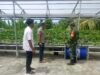 Pantau Tanaman Sawi Hidroponik, Babinsa dan Keuchik Gampong Paya Dukung Hasil Sayuran Sehat dan Bernilai Ekonomis