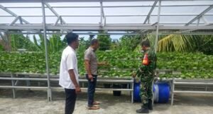 Pantau Tanaman Sawi Hidroponik, Babinsa dan Keuchik Gampong Paya Dukung Hasil Sayuran Sehat dan Bernilai Ekonomis