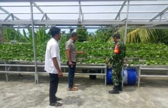 Pantau Tanaman Sawi Hidroponik, Babinsa dan Keuchik Gampong Paya Dukung Hasil Sayuran Sehat dan Bernilai Ekonomis