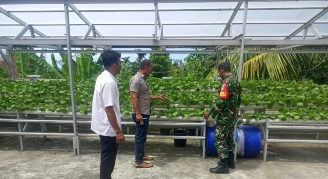 Pantau Tanaman Sawi Hidroponik, Babinsa dan Keuchik Gampong Paya Dukung Hasil Sayuran Sehat dan Bernilai Ekonomis