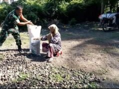 Dukung Hasil Pertanian, Babinsa Keuneukai Bantu Warga Jemur Pinang Hasil Kebun