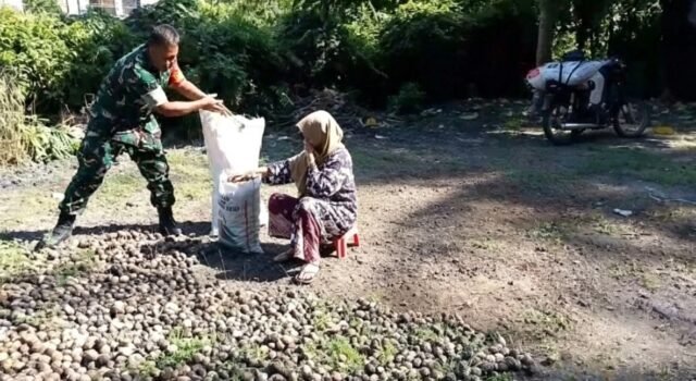 Dukung Hasil Pertanian, Babinsa Keuneukai Bantu Warga Jemur Pinang Hasil Kebun