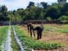 Babinsa Cot Ba’u Bantu Rawat Kebun Semangka, Dorong Perekonomian Warga & Swasembada Pangan