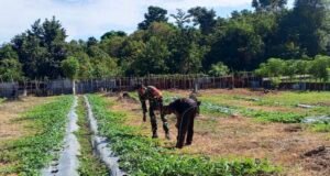 Babinsa Cot Ba’u Bantu Rawat Kebun Semangka, Dorong Perekonomian Warga & Swasembada Pangan
