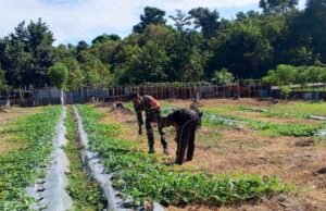 Babinsa Cot Ba’u Bantu Rawat Kebun Semangka, Dorong Perekonomian Warga & Swasembada Pangan