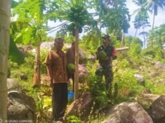 Babinsa Krueng Raya Dampingi Panen Pepaya, Dukung Ketahanan Pangan & Tingkatkan Kesejahteraan Petani