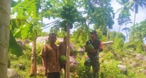 Babinsa Krueng Raya Dampingi Panen Pepaya, Dukung Ketahanan Pangan & Tingkatkan Kesejahteraan Petani