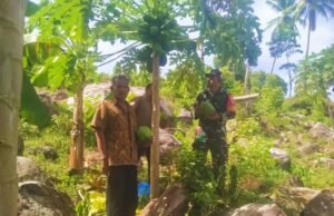 Babinsa Krueng Raya Dampingi Panen Pepaya, Dukung Ketahanan Pangan & Tingkatkan Kesejahteraan Petani