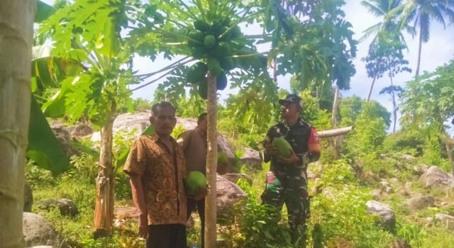 Babinsa Krueng Raya Dampingi Panen Pepaya, Dukung Ketahanan Pangan & Tingkatkan Kesejahteraan Petani