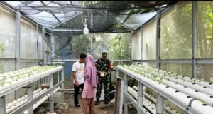 Dukung Ketahanan Pangan di Musim Kemarau, Babinsa Kuta Timu Dampingi Kelompok Tani Budidaya Sayur Hidroponik