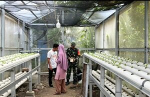 Dukung Ketahanan Pangan di Musim Kemarau, Babinsa Kuta Timu Dampingi Kelompok Tani Budidaya Sayur Hidroponik