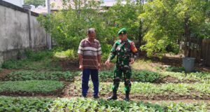 Pantau Ketahanan Pangan Warga, Babinsa Kuta Ateuh Pastikan Ketersediaan Pangan Tetap Terjaga di Tengah Cuaca Kemarau Ekstrem
