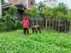 Dampingi Perawatan Harian Tanaman Sayur, Babinsa Batee Shoek Perkuat Ketahanan Pangan di Tingkat Gampong