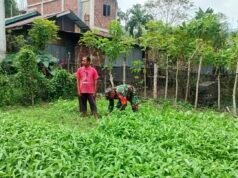 Dampingi Perawatan Harian Tanaman Sayur, Babinsa Batee Shoek Perkuat Ketahanan Pangan di Tingkat Gampong