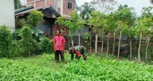 Dampingi Perawatan Harian Tanaman Sayur, Babinsa Batee Shoek Perkuat Ketahanan Pangan di Tingkat Gampong