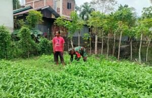 Dampingi Perawatan Harian Tanaman Sayur, Babinsa Batee Shoek Perkuat Ketahanan Pangan di Tingkat Gampong