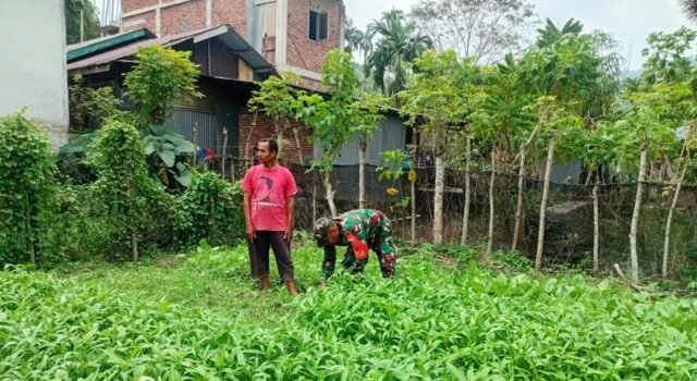 Dampingi Perawatan Harian Tanaman Sayur, Babinsa Batee Shoek Perkuat Ketahanan Pangan di Tingkat Gampong