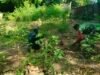 Ringankan Beban Petani, Babinsa Kuta Barat Bantu Rawat Kebun Cabai & Dorong Ketahanan Pangan