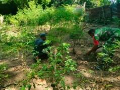 Ringankan Beban Petani, Babinsa Kuta Barat Bantu Rawat Kebun Cabai & Dorong Ketahanan Pangan