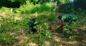 Ringankan Beban Petani, Babinsa Kuta Barat Bantu Rawat Kebun Cabai & Dorong Ketahanan Pangan