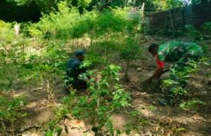 Ringankan Beban Petani, Babinsa Kuta Barat Bantu Rawat Kebun Cabai & Dorong Ketahanan Pangan