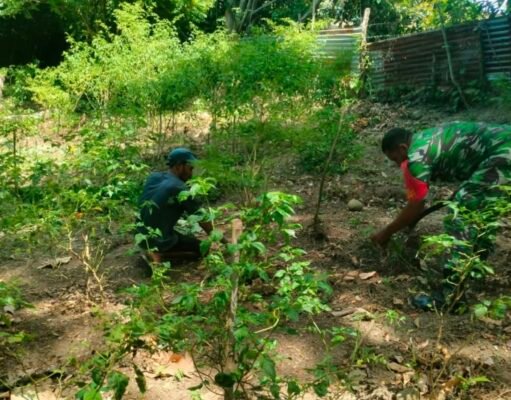 Ringankan Beban Petani, Babinsa Kuta Barat Bantu Rawat Kebun Cabai & Dorong Ketahanan Pangan
