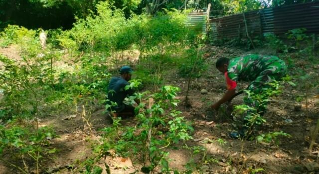 Ringankan Beban Petani, Babinsa Kuta Barat Bantu Rawat Kebun Cabai & Dorong Ketahanan Pangan