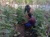 Dukung Ketahanan Pangan, Babinsa Balohan Dampingi Petani Timun Agar Hasil Maksimal