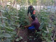 Dukung Ketahanan Pangan, Babinsa Balohan Dampingi Petani Timun Agar Hasil Maksimal