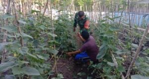 Dukung Ketahanan Pangan, Babinsa Balohan Dampingi Petani Timun Agar Hasil Maksimal